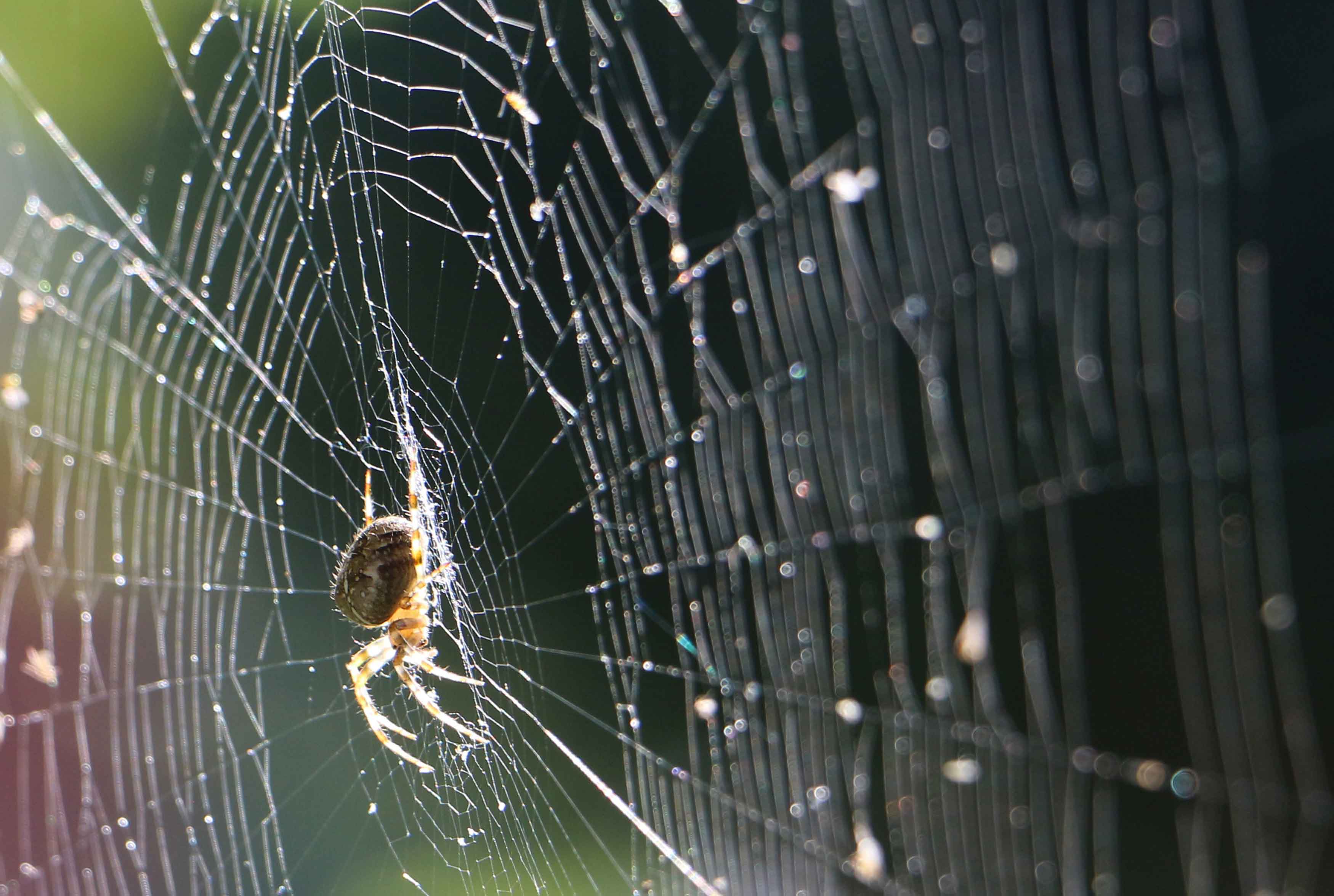The Steel Strength of Featherweight Spider Silk